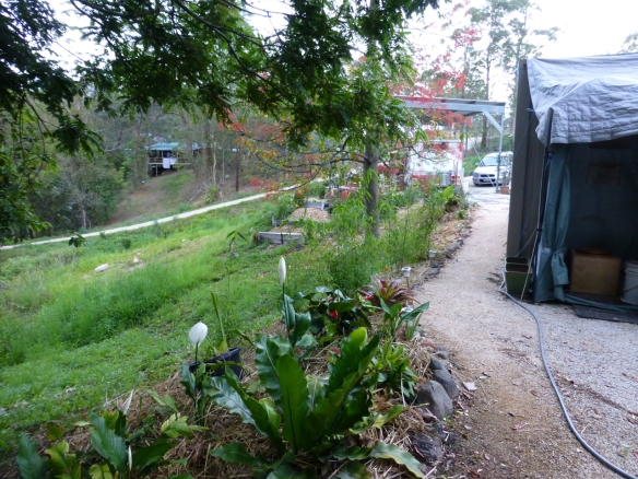 The same walkway today, with crusher dust, rock border, organic hay mulch and a variety of plants to keep the bank intact, and to attract wildlife.